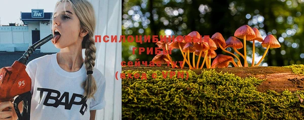 стаф Аркадак